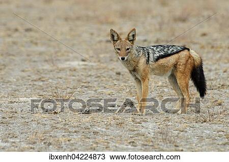 Black-backed jackal (Canis mesomelas), Etosha National Park, Namibia, Africa View Large Photo Image Stock Image - Black-backed jackal (Canis mesomelas), Etosha National Park, Namibia, Africa. Fotosearch