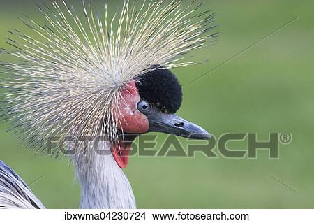 Black crowned crane (Balearica pavonina), portrait, captive View Large Photo Image Picture - Black crowned crane (Balearica pavonina), portrait, captive. Fotosearch