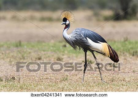 Black crowned crane (Balearica pavonina), Ol Pejeta Reserve, Kenya, Africa View Large Photo Image Stock Image - Black crowned crane (Balearica pavonina), Ol Pejeta Reserve, Kenya, Africa. Fotosearch