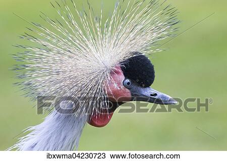 Black crowned crane (Balearica pavonina), portrait, captive View Large Photo Image Stock Image - Black crowned crane (Balearica pavonina), portrait, captive. Fotosearch