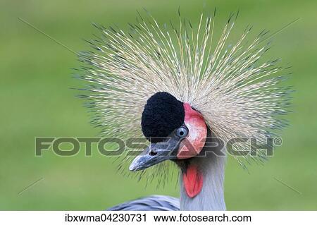 Black crowned crane (Balearica pavonina), portrait, captive View Large Photo Image Stock Image - Black crowned crane (Balearica pavonina), portrait, captive. Fotosearch