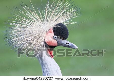 Black crowned crane (Balearica pavonina), portrait, captive View Large Photo Image Stock Photo - Black crowned crane (Balearica pavonina), portrait, captive. Fotosearch
