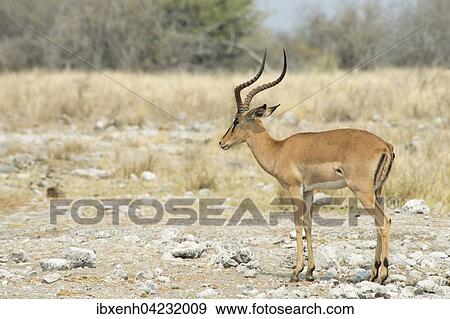Black-faced Impala (Aepyceros petersi), Etosha National Park, Namibia, Africa View Large Photo Image Stock Photo - Black-faced Impala (Aepyceros petersi), Etosha National Park, Namibia, Africa. Fotosearch