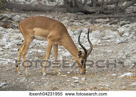 Black-faced Impala (Aepyceros petersi), Etosha National Park, Namibia, Africa View Large Photo Image Stock Photography - Black-faced Impala (Aepyceros petersi), Etosha National Park, Namibia, Africa. Fotosearch