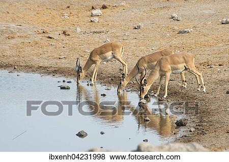 Black-faced Impalas (Aepyceros petersi), at a waterhole, Etosha National Park, Namibia, Africa View Large Photo Image Stock Photo - Black-faced Impalas (Aepyceros petersi), at a waterhole, Etosha National Park, Namibia, Africa. Fotosearch