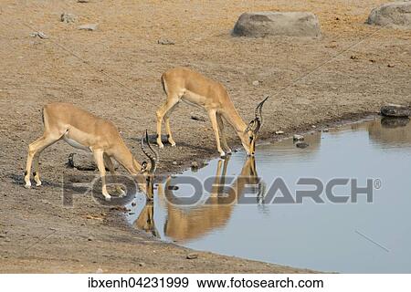 Black-faced Impalas (Aepyceros petersi), at a waterhole, Etosha National Park, Namibia, Africa View Large Photo Image Stock Photo - Black-faced Impalas (Aepyceros petersi), at a waterhole, Etosha National Park, Namibia, Africa. Fotosearch