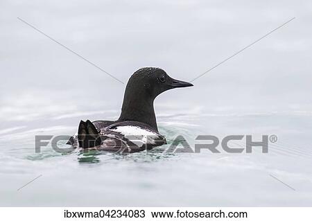 Black guillemot (Cepphus grylle), swimming in the water, Spitsbergen, Norway, Europe View Large Photo Image Stock Image - Black guillemot (Cepphus grylle), swimming in the water, Spitsbergen, Norway, Europe. Fotosearch