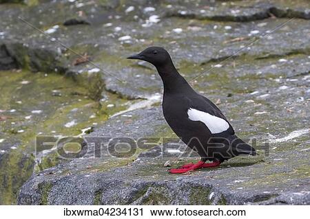 Black guillemot (Cepphus grylle), standing on rock, Spitsbergen, Norway, Europe View Large Photo Image Stock Image - Black guillemot (Cepphus grylle), standing on rock, Spitsbergen, Norway, Europe. Fotosearch