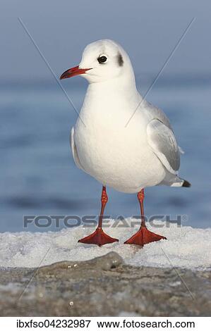 Stock Photo - Black-headed Gull (Larus ridibundus, winter plumage, Mecklenburg-Western Pomerania, Germany, Europe. Fotosearch