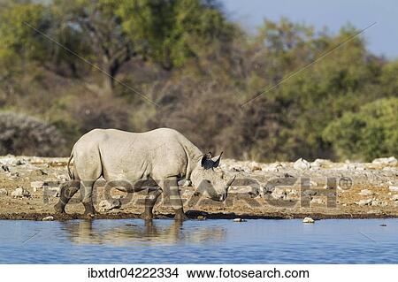 Black rhinoceros or hook-lipped rhinoceros (Diceros bicornis) male at waterhole, Etosha National Park, Namibia, Africa View Large Photo Image Picture - Black rhinoceros or hook-lipped rhinoceros (Diceros bicornis) male at waterhole, Etosha National Park, Namibia, Africa. Fotosearch