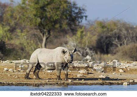 Black rhinoceros or hook-lipped rhinoceros (Diceros bicornis) male at waterhole, Etosha National Park, Namibia, Africa View Large Photo Image Stock Image - Black rhinoceros or hook-lipped rhinoceros (Diceros bicornis) male at waterhole, Etosha National Park, Namibia, Africa. Fotosearch