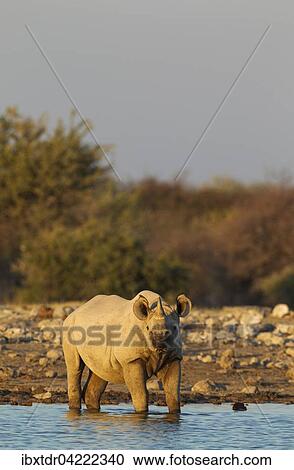 Black rhinoceros or hook-lipped rhinoceros (Diceros bicornis) male at waterhole, evening light, Etosha National Park, Namibia, Africa View Large Photo Image Stock Image - Black rhinoceros or hook-lipped rhinoceros (Diceros bicornis) male at waterhole, evening light, Etosha National Park, Namibia, Africa. Fotosearch