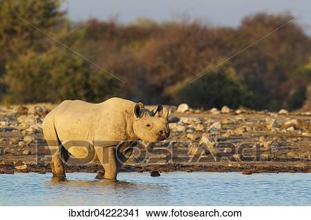 Black rhinoceros or hook-lipped rhinoceros (Diceros bicornis) male at waterhole, evening light, Etosha National Park, Namibia, Africa View Large Photo Image Stock Image - Black rhinoceros or hook-lipped rhinoceros (Diceros bicornis) male at waterhole, evening light, Etosha National Park, Namibia, Africa. Fotosearch