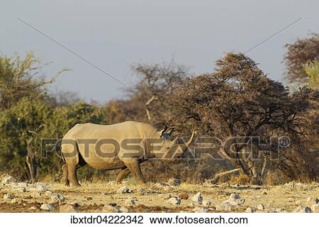 Black rhinoceros or hook-lipped rhinoceros (Diceros bicornis) female near waterhole, Etosha National Park, Namibia, Africa View Large Photo Image Stock Image - Black rhinoceros or hook-lipped rhinoceros (Diceros bicornis) female near waterhole, Etosha National Park, Namibia, Africa. Fotosearch