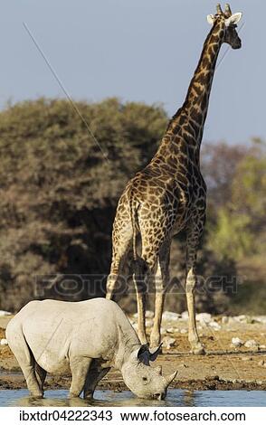 Stock Image - Black rhinoceros or hook-lipped rhinoceros (Diceros bicornis) male at waterhole, South African Giraffe (Giraffa camelopardalis giraffa) behind, Etosha National Park, Namibia, Africa. Fotosearch