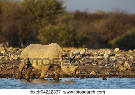 Black rhinoceros or hook-lipped rhinoceros (Diceros bicornis) male at waterhole, evening light, Etosha National Park, Namibia, Africa View Large Photo Image Stock Photo - Black rhinoceros or hook-lipped rhinoceros (Diceros bicornis) male at waterhole, evening light, Etosha National Park, Namibia, Africa. Fotosearch