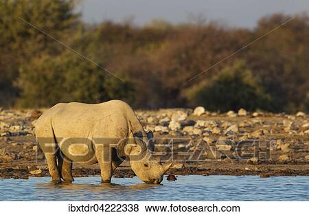 Black rhinoceros or hook-lipped rhinoceros (Diceros bicornis) male drinking at waterhole, evening light, Etosha National Park, Namibia, Africa View Large Photo Image Stock Photo - Black rhinoceros or hook-lipped rhinoceros (Diceros bicornis) male drinking at waterhole, evening light, Etosha National Park, Namibia, Africa. Fotosearch