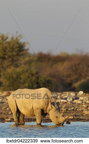 Black rhinoceros or hook-lipped rhinoceros (Diceros bicornis) male drinking at waterhole, evening light, Etosha National Park, Namibia, Africa View Large Photo Image Stock Photo - Black rhinoceros or hook-lipped rhinoceros (Diceros bicornis) male drinking at waterhole, evening light, Etosha National Park, Namibia, Africa. Fotosearch
