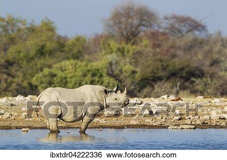 Black rhinoceros or hook-lipped rhinoceros (Diceros bicornis) male at waterhole, Etosha National Park, Namibia, Africa View Large Photo Image Stock Photograph - Black rhinoceros or hook-lipped rhinoceros (Diceros bicornis) male at waterhole, Etosha National Park, Namibia, Africa. Fotosearch