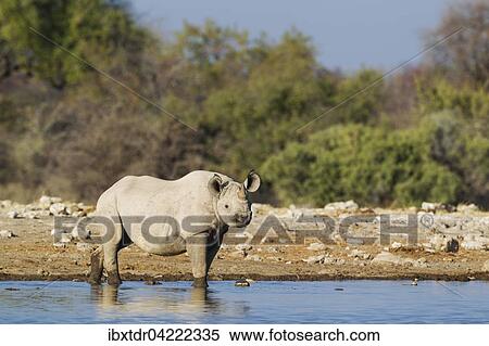 Black rhinoceros or hook-lipped rhinoceros (Diceros bicornis) male at waterhole, Etosha National Park, Namibia, Africa View Large Photo Image Stock Photography - Black rhinoceros or hook-lipped rhinoceros (Diceros bicornis) male at waterhole, Etosha National Park, Namibia, Africa. Fotosearch