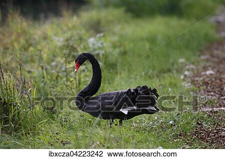 Black swan (Cygnus atratus), Bad Aibling, Bavaria, Germany, Europe View Large Photo Image Stock Image - Black swan (Cygnus atratus), Bad Aibling, Bavaria, Germany, Europe. Fotosearch