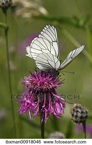 Stock Photograph - Black-veined White (Aporia crataegi) on Greater Knapweed (Centaurea scabiosa), Bavaria, Germany, Europe. Fotosearch