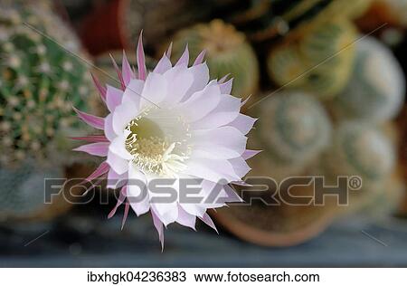 Stock Image - Blooming cactus (Echinopsis sp. ) with white flower. Fotosearch