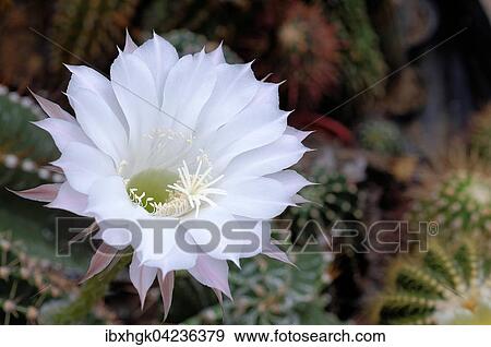 Stock Photo - Blooming cactus (Echinopsis sp. ) with white flower. Fotosearch