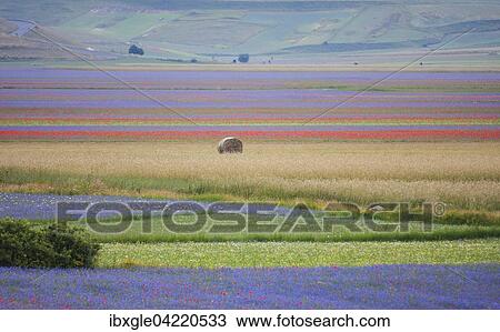 Blooming meadow and a hay bale, Castelluccio di Norcia, Monti Sibillini National Park, Umbria, Italy, Europe View Large Photo Image Stock Image - Blooming meadow and a hay bale, Castelluccio di Norcia, Monti Sibillini National Park, Umbria, Italy, Europe. Fotosearch