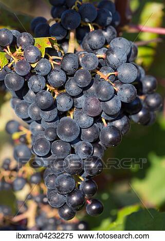 Blue grapes, Motovun, Istria, Croatia, Europe View Large Photo Image Stock Photography - Blue grapes, Motovun, Istria, Croatia, Europe. Fotosearch