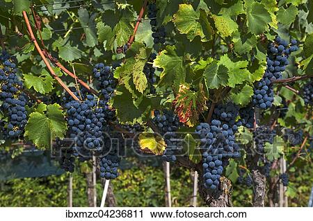 Blue grapes on vine, Kenzingen-Hecklingen, Baden-Wurttemberg, Germany, Europe View Large Photo Image Stock Image - Blue grapes on vine, Kenzingen-Hecklingen, Baden-Wurttemberg, Germany, Europe. Fotosearch