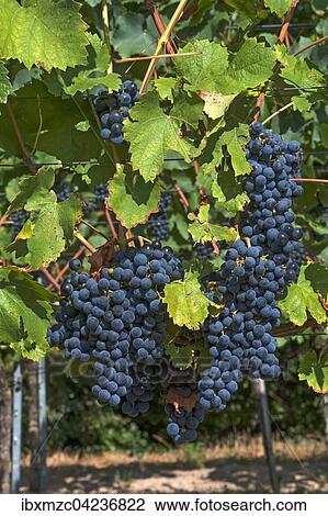 Blue grapes on vine, Kenzingen-Hecklingen, Baden-Wurttemberg, Germany, Europe View Large Photo Image Stock Image - Blue grapes on vine, Kenzingen-Hecklingen, Baden-Wurttemberg, Germany, Europe. Fotosearch