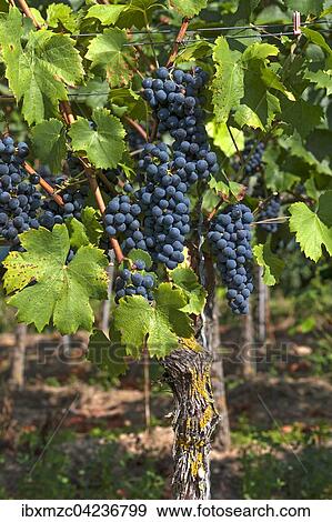 Stock Photo - Blue grapes on vine, Kenzingen-Hecklingen, Baden-Wurttemberg, Germany, Europe. Fotosearch