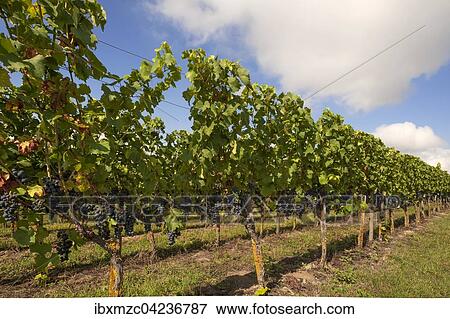Stock Photo - Blue grapes on vines, Kenzingen-Hecklingen, Baden-Wurttemberg, Germany, Europe. Fotosearch