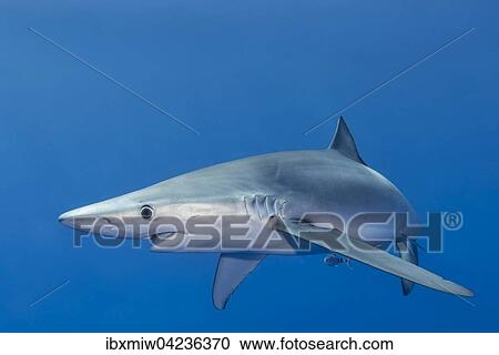 Blue shark (Prionace glauca) and small cleaner fish, Azores, Portugal, Europe View Large Photo Image Stock Image - Blue shark (Prionace glauca) and small cleaner fish, Azores, Portugal, Europe. Fotosearch
