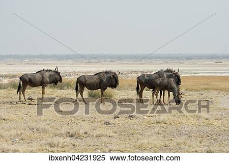 Blue wildebeest (Connochaetes taurinus) in front of a salt pan, Etosha National Park, Namibia, Africa View Large Photo Image Stock Photography - Blue wildebeest (Connochaetes taurinus) in front of a salt pan, Etosha National Park, Namibia, Africa. Fotosearch