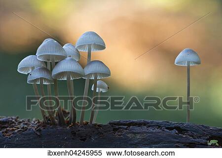 Bonnets (Mycena sp. ), Emsland, Lower Saxony, Germany, Europe View Large Photo Image Stock Photography - Bonnets (Mycena sp. ), Emsland, Lower Saxony, Germany, Europe. Fotosearch