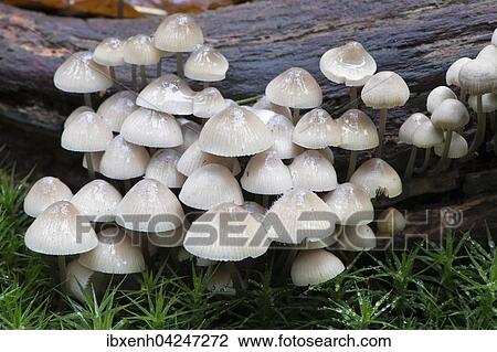 Bonnets (Mycena sp. ) on a dead tree trunk, Emsland, Lower Saxony, Germany, Europe View Large Photo Image Stock Image - Bonnets (Mycena sp. ) on a dead tree trunk, Emsland, Lower Saxony, Germany, Europe. Fotosearch