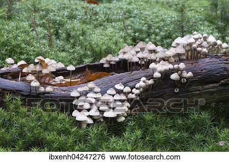 Bonnets (Mycena sp. ) on a dead tree trunk, Emsland, Lower Saxony, Germany, Europe View Large Photo Image Stock Photograph - Bonnets (Mycena sp. ) on a dead tree trunk, Emsland, Lower Saxony, Germany, Europe. Fotosearch