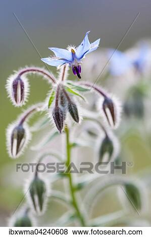 Borage or starflower (Borago officinalis), Germany, Europe View Large Photo Image Stock Photo - Borage or starflower (Borago officinalis), Germany, Europe. Fotosearch