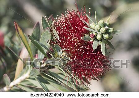 Bottlebrush (Callistemon sp. ), prevalent in Australia View Large Photo Image Stock Photo - Bottlebrush (Callistemon sp. ), prevalent in Australia. Fotosearch