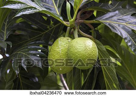 Breadfruit (Artocarpus altilis), La Digue Island, Seychelles, Africa View Large Photo Image Stock Image - Breadfruit (Artocarpus altilis), La Digue Island, Seychelles, Africa. Fotosearch