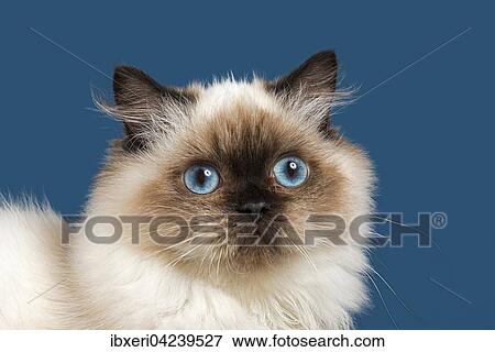 British longhair cat, age 7 months, seal point View Large Photo Image Stock Photo - British longhair cat, age 7 months, seal point. Fotosearch