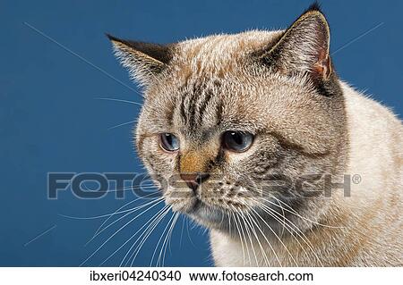British shorthair cat, age 16 months, Seal Tabby Point View Large Photo Image Stock Image - British shorthair cat, age 16 months, Seal Tabby Point. Fotosearch