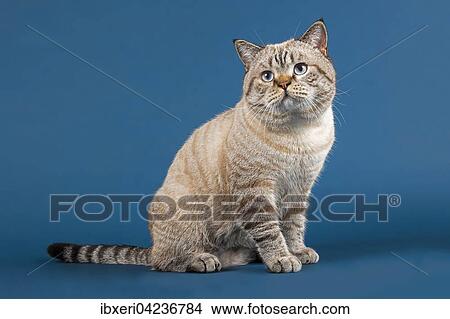 British shorthair cat (Felis catus), 16 months old, Seal Tabby Point View Large Photo Image Picture - British shorthair cat (Felis catus), 16 months old, Seal Tabby Point. Fotosearch