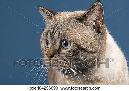 British shorthair cat (Felis catus), 16 months old, Seal Tabby Point View Large Photo Image Stock Image - British shorthair cat (Felis catus), 16 months old, Seal Tabby Point. Fotosearch