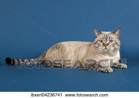 British Shorthair Cat Felis Catus 16 Months Old Seal Tabby Point Stock Image Ibxeri Fotosearch