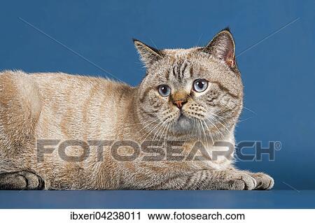 British Shorthair Cat Felis Catus 16 Months Old Seal Tabby