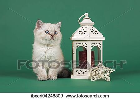 British Shorthair cat with Christmas decorations View Large Photo Image Stock Photo - British Shorthair cat with Christmas decorations. Fotosearch