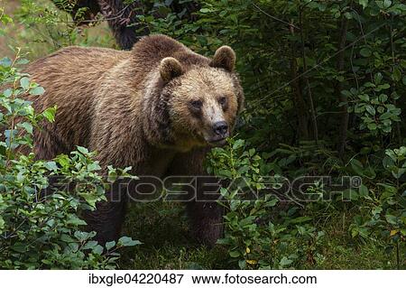 Stock Photo - Brown bear (Ursus arctos), captive, Bavarian Forest National Park, Bavaria, Germany, Europe. Fotosearch